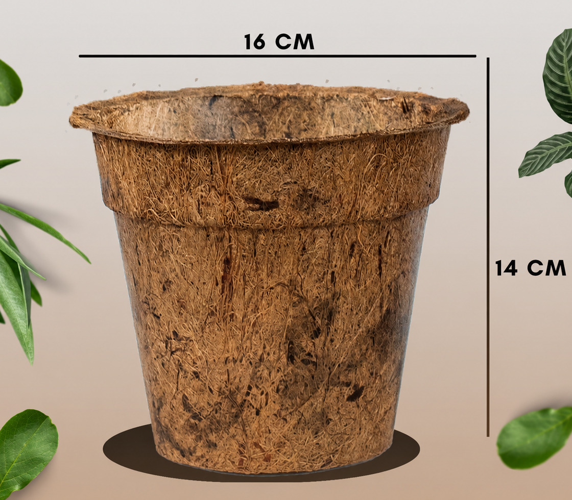 Medium round coconut coir cocopot